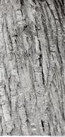 tree bark 0018